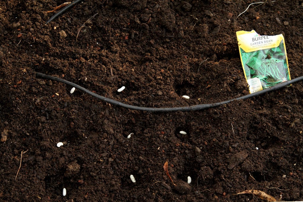 Beans...time to replant and other garden chores!