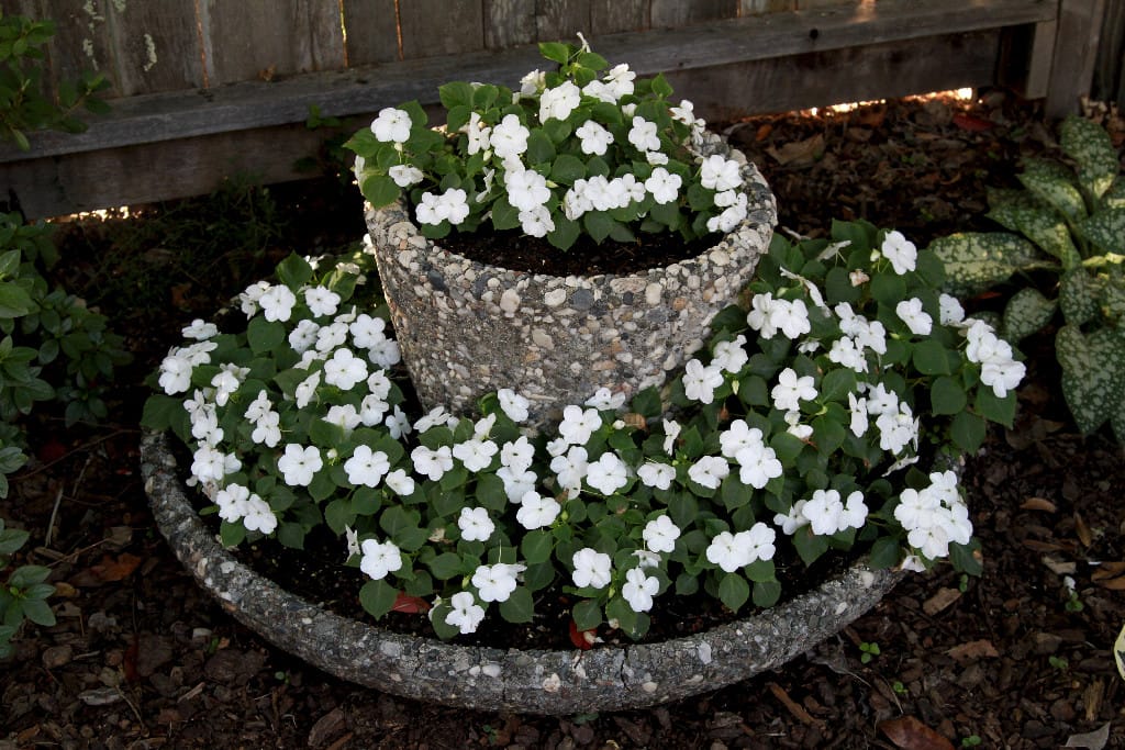 White Flowers Brighten the Garden...