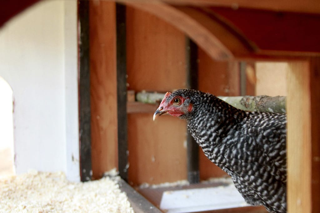 Moving Chickens Into Their New Home...Days 2 & 3...The Rest of the Story!