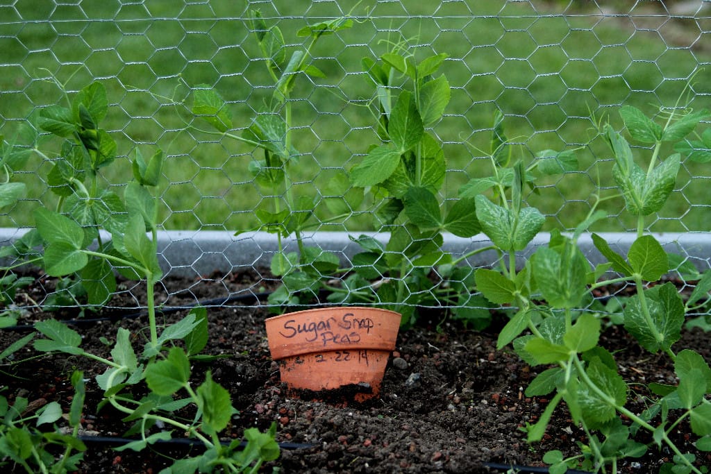 Spring is Planting Time!