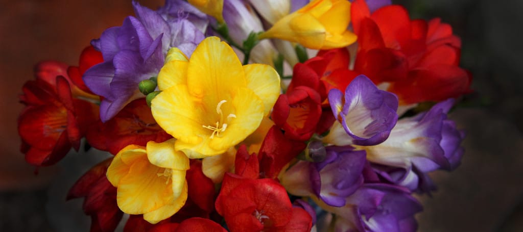 Freesias....Fragrant and Beautiful!