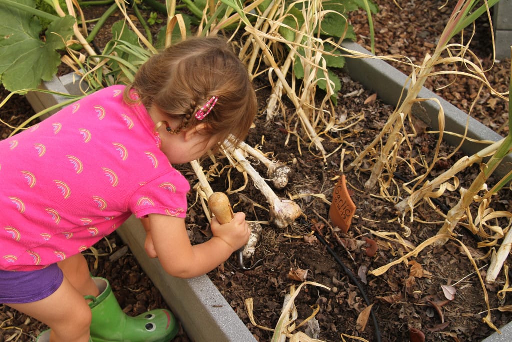 Garlic Harvest!