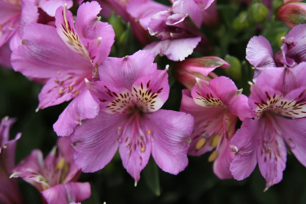 Alstroemeria...Long lasting & Beautiful