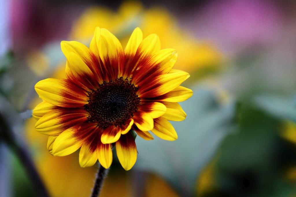 Sunflower Bouquets!