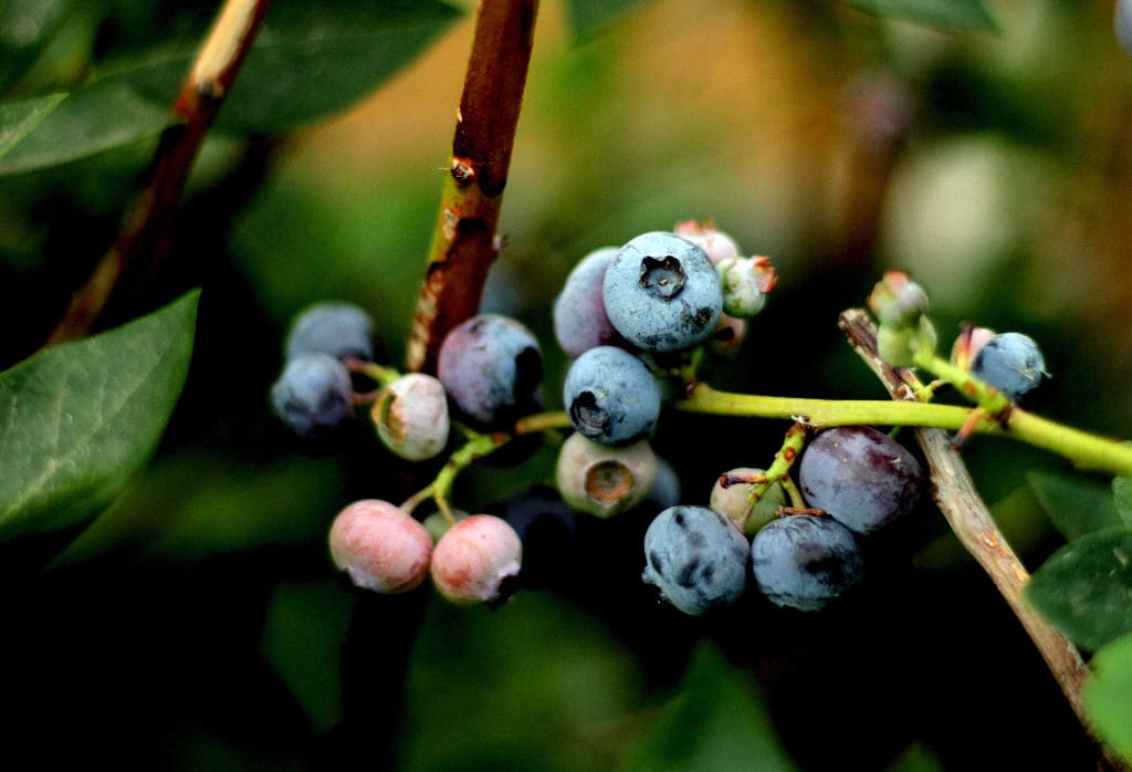 Blueberries...How to Keep the Birds Away!