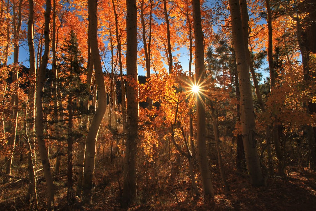 Yosemite Fall Colors!