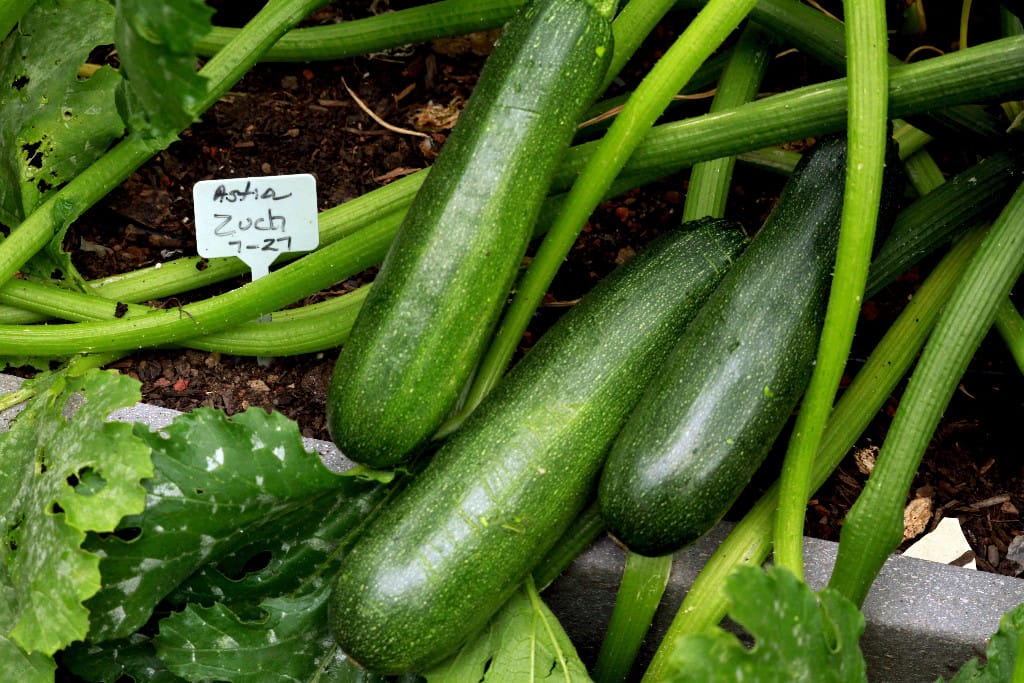 Zucchini in October?