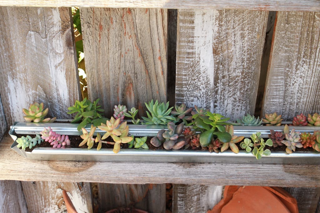 Succulents in a Chicken Feeder?