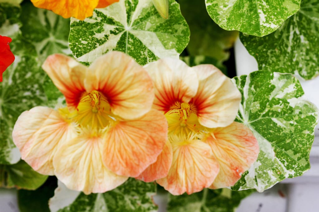 Nasturtiums!