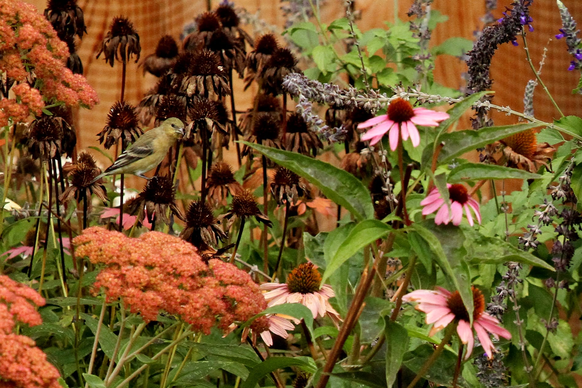 Feeding Birds in the Fall Garden