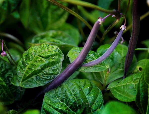Gardening with Kids...Try "Magic" Purple Green Beans!