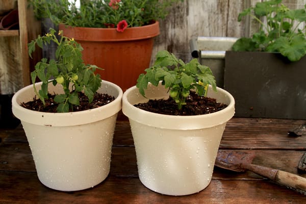 Tomato Test: Miracle Gro General Purpose Food or Tomato Food- Which is best?