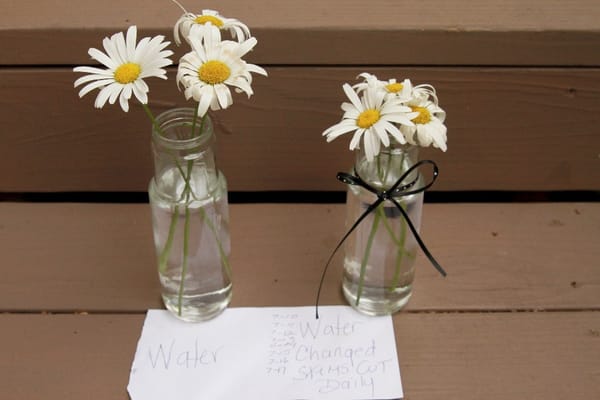 Cut Flower Tests- Results!