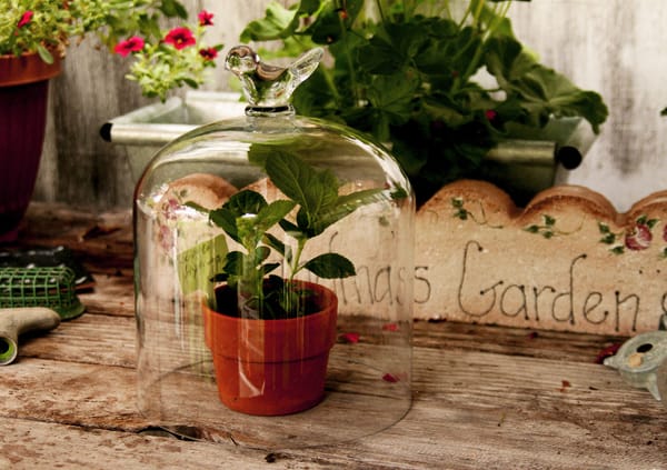 Hydrangea Cuttings...Make More of the ones you love!