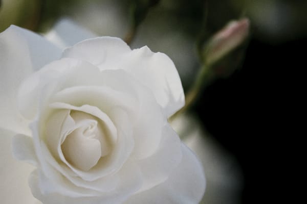 Trim Roses for Another Round of Blooms...