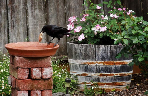 Crows - Entertainment in the Garden!