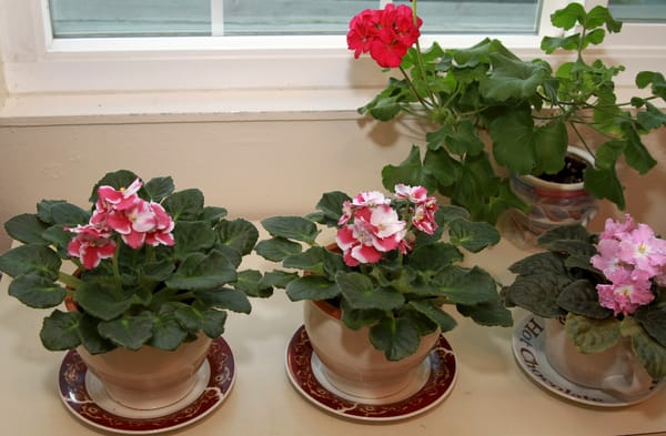 African Violets - How to get many from one!