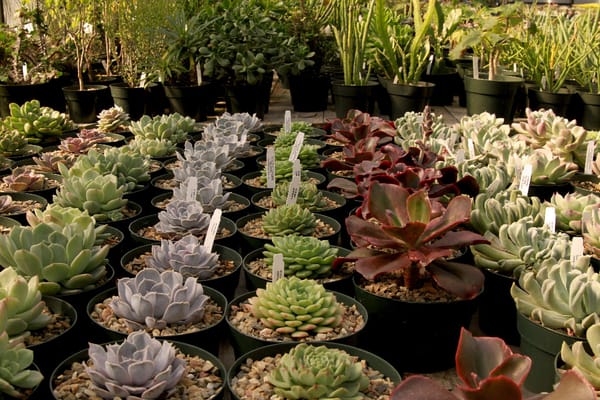 Succulent Nursery...Lone Pine in Sebastopol!