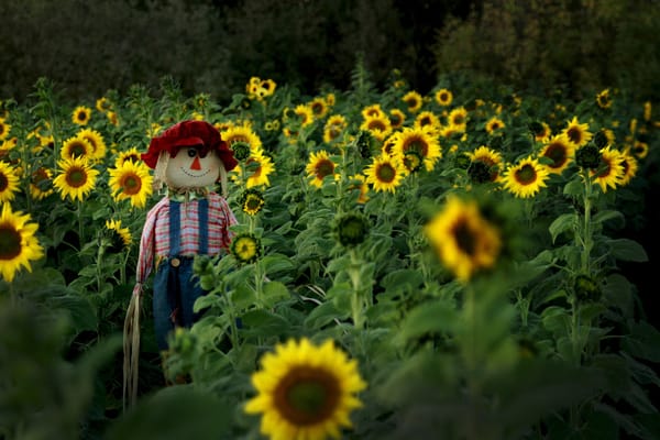 Santa Rosa Pumpkin Patch...fun for Kids...& gardeners!