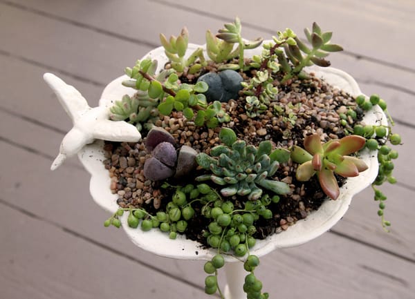 Succulent Birdbath!