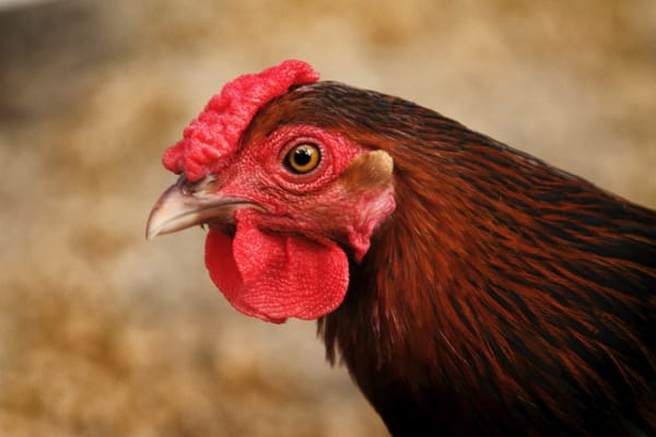 Dust Bath - A Chicken Party!