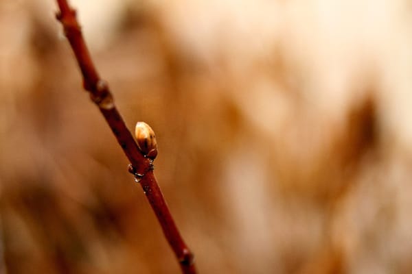 Winter Garden