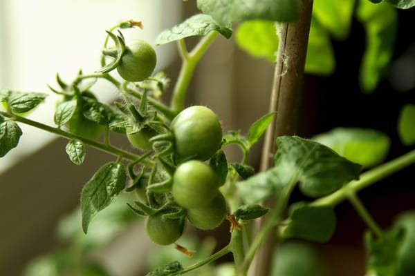 Spring Time Indoors...Tomatoes in a Sunny Window!