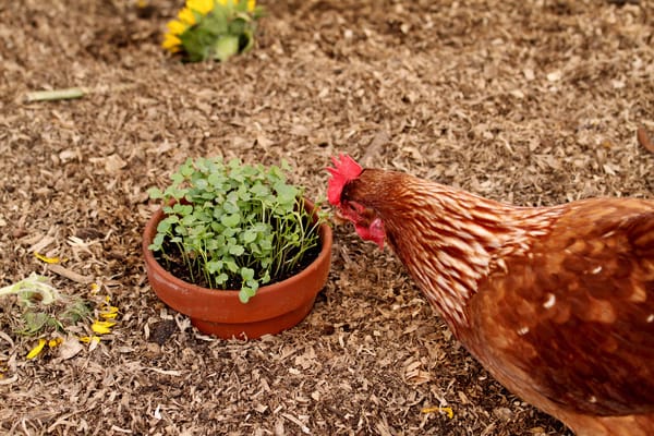 Chicken Treats...Grow your Own!