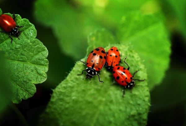Ladybugs in the Garden