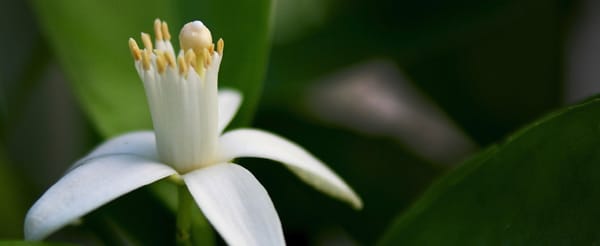 Orange Blossoms....How Scent Evokes Sweet Memories