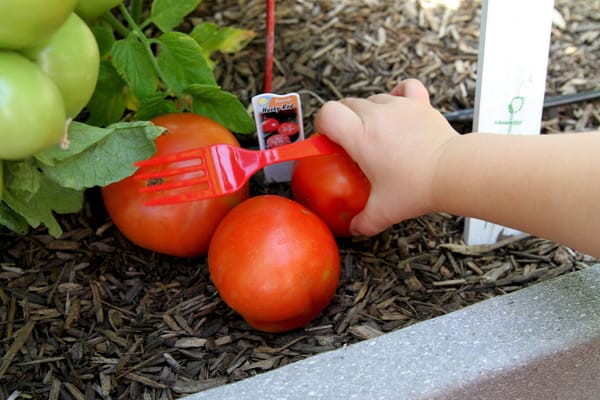 Tomatoes for Raised Beds & Containers