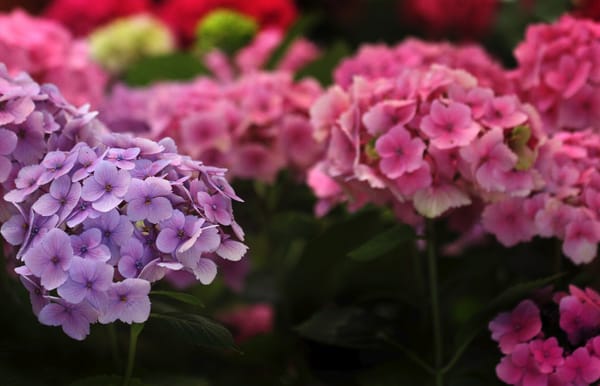 Hydrangea Garden