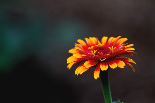 Zinnias...the Perfect Summer Flower