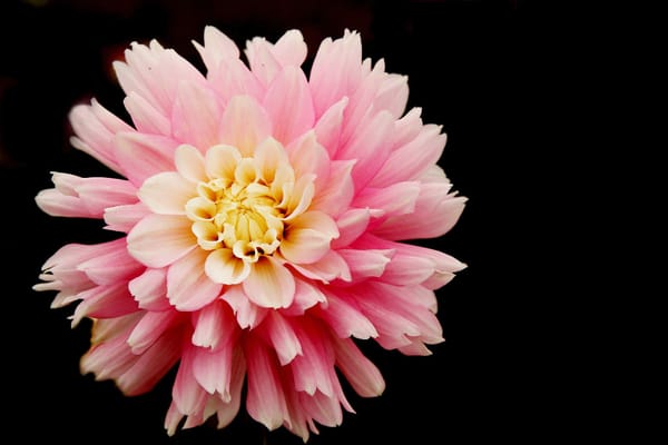 Dahlias...for Color, Form and Beauty!