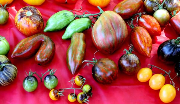 Wild Boar Farms...What it takes to Great Tomatoes to Market