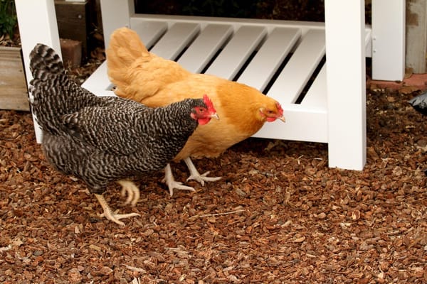 Adding Chickens to Your Flock - Part Two- Worm Problems!