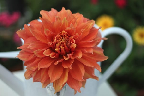 Summer Dahlias!