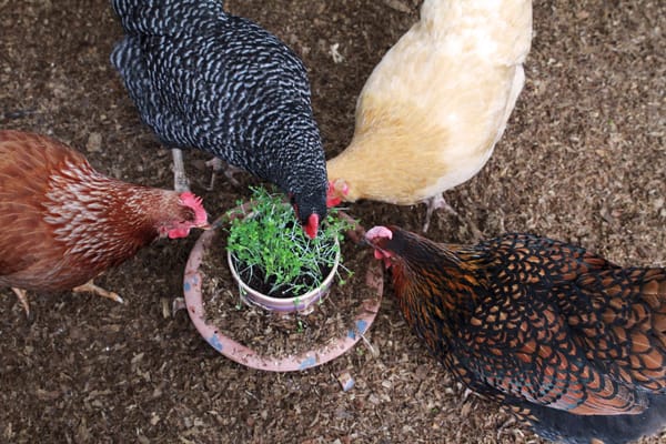 Chicken Treats for Winter Days