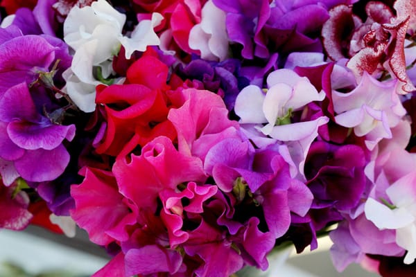 Enchanting Sweet peas!