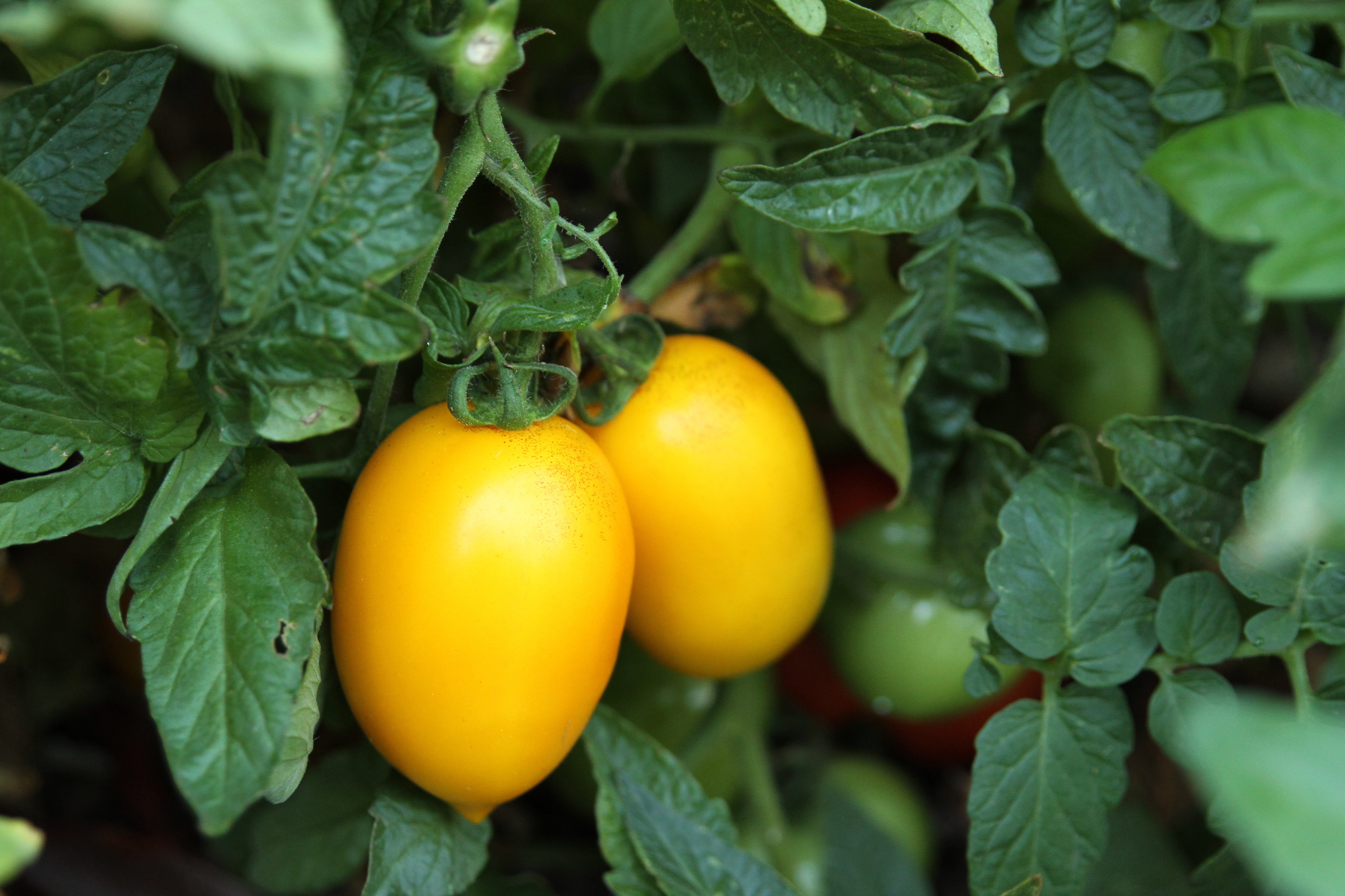 Tomato Fresh Salsa Hybrid - Perfect Bruschetta Tomato!